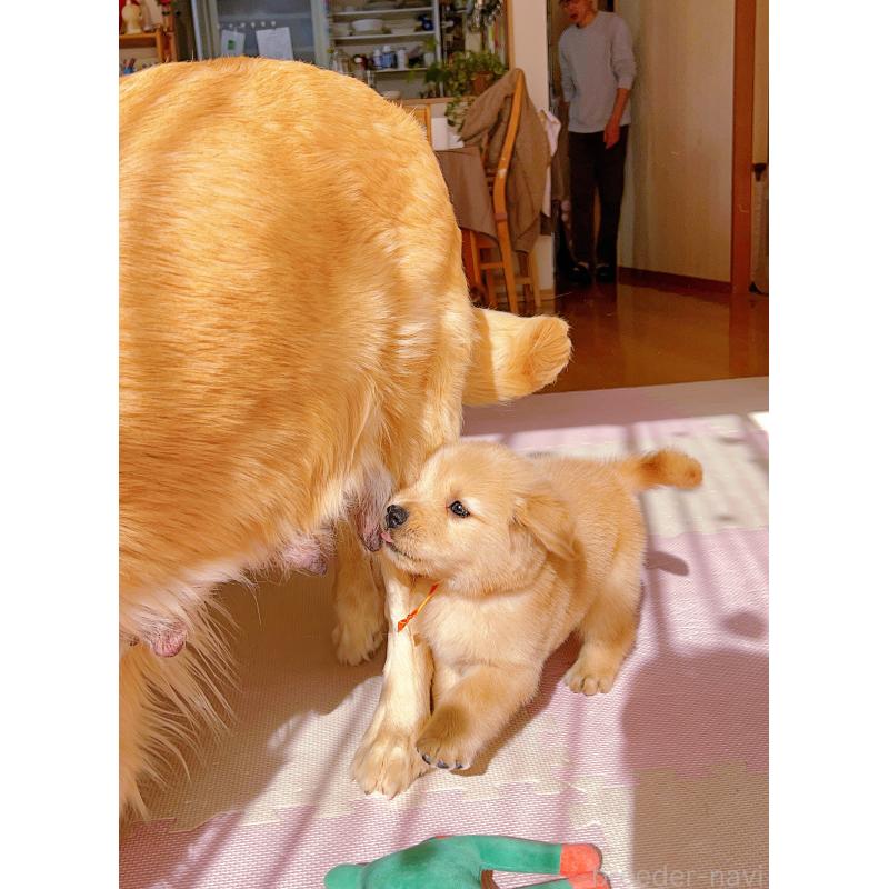 成約済の岐阜県のゴールデンレトリーバー-440585の9枚目