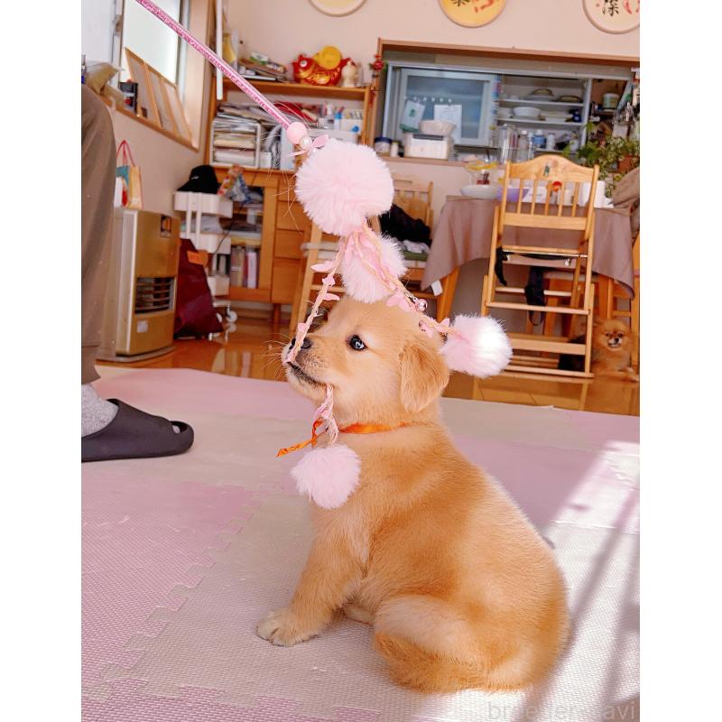 成約済の岐阜県のゴールデンレトリーバー-440585の8枚目