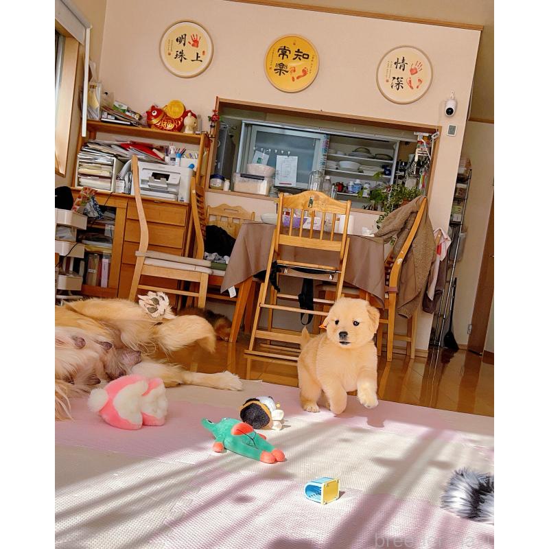 成約済の岐阜県のゴールデンレトリーバー-440585の7枚目