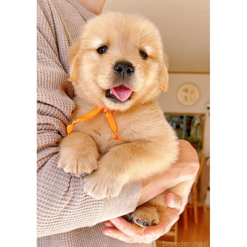 成約済の岐阜県のゴールデンレトリーバー-440585の6枚目