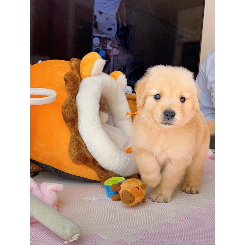 成約済の岐阜県のゴールデンレトリーバー-440585の5枚目