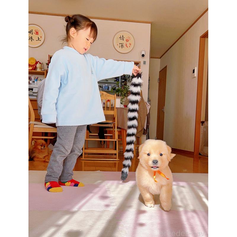 成約済の岐阜県のゴールデンレトリーバー-440585の4枚目