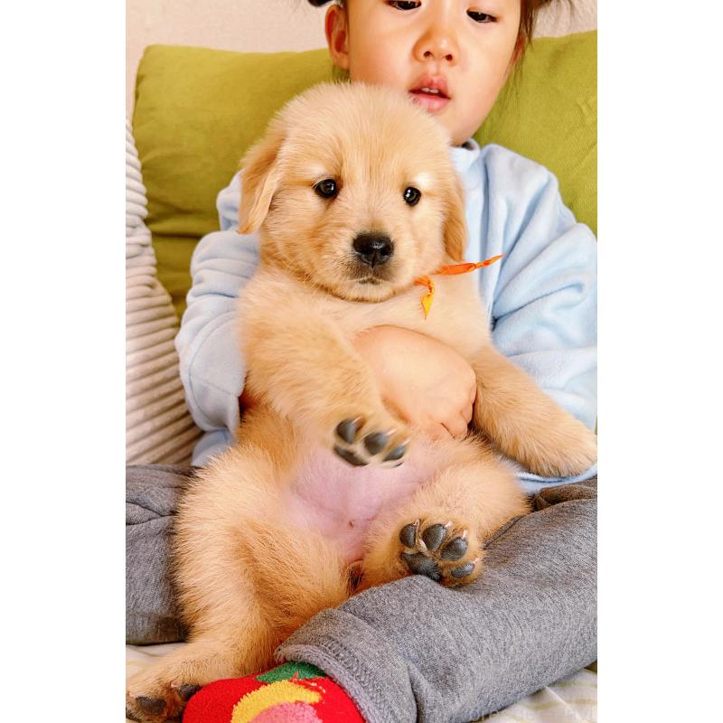 成約済の岐阜県のゴールデンレトリーバー-440585の2枚目