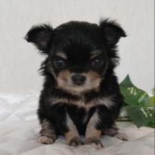 ♀︎チワワ(ロングコート)