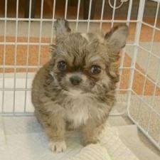 ♀︎チワワ(ロングコート)