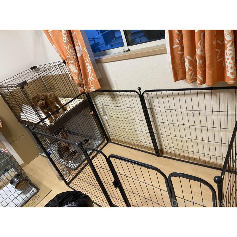 日高有麻ブリーダーの詳細