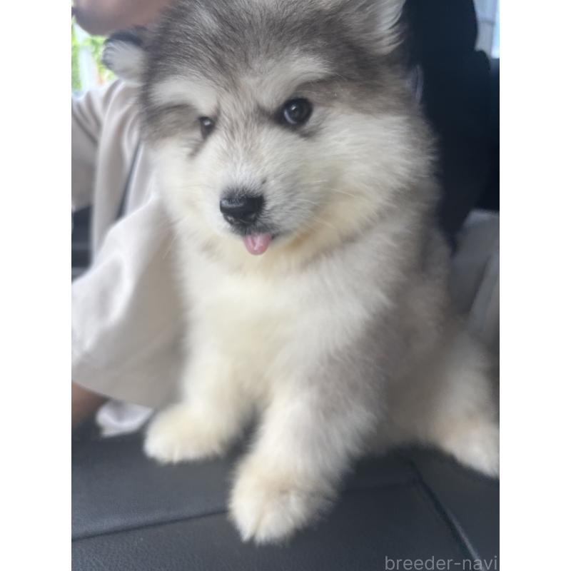 大城詩帆ブリーダーの詳細