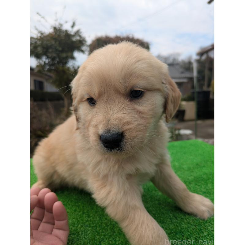 成約済の鹿児島県のゴールデンレトリーバー-438066の4枚目