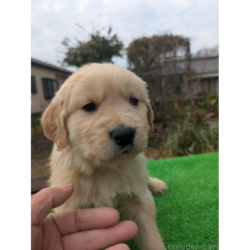 成約済の鹿児島県のゴールデンレトリーバー-438066の3枚目