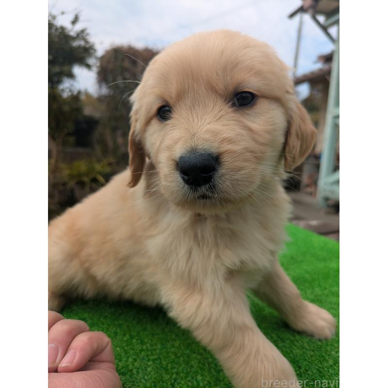 成約済の鹿児島県のゴールデンレトリーバー-438066の2枚目