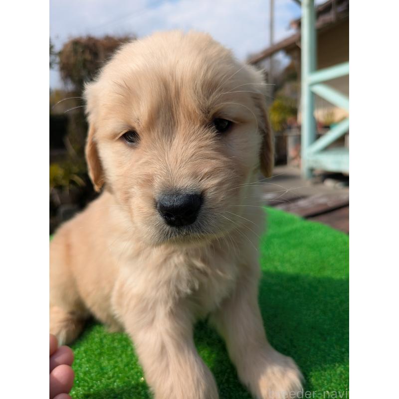 成約済の鹿児島県のゴールデンレトリーバー-438063の4枚目