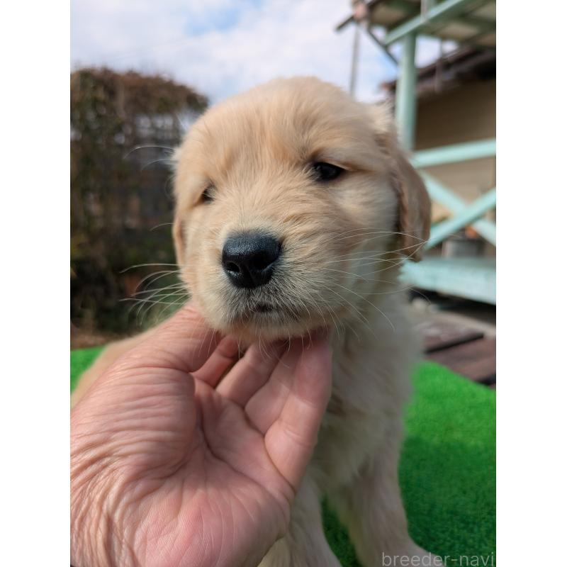 成約済の鹿児島県のゴールデンレトリーバー-438063の3枚目