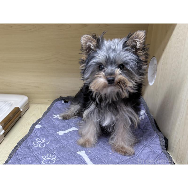 販売中の東京都のヨークシャーテリア-422521の5枚目