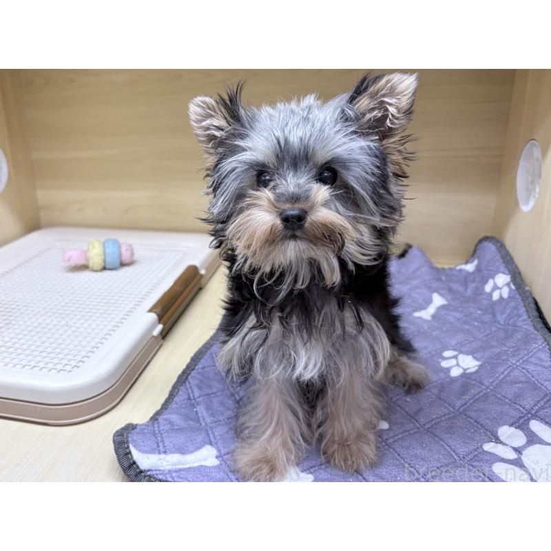 販売中の東京都のヨークシャーテリア-422521の4枚目