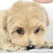 オンライン見学