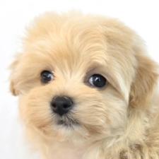 オンライン見学