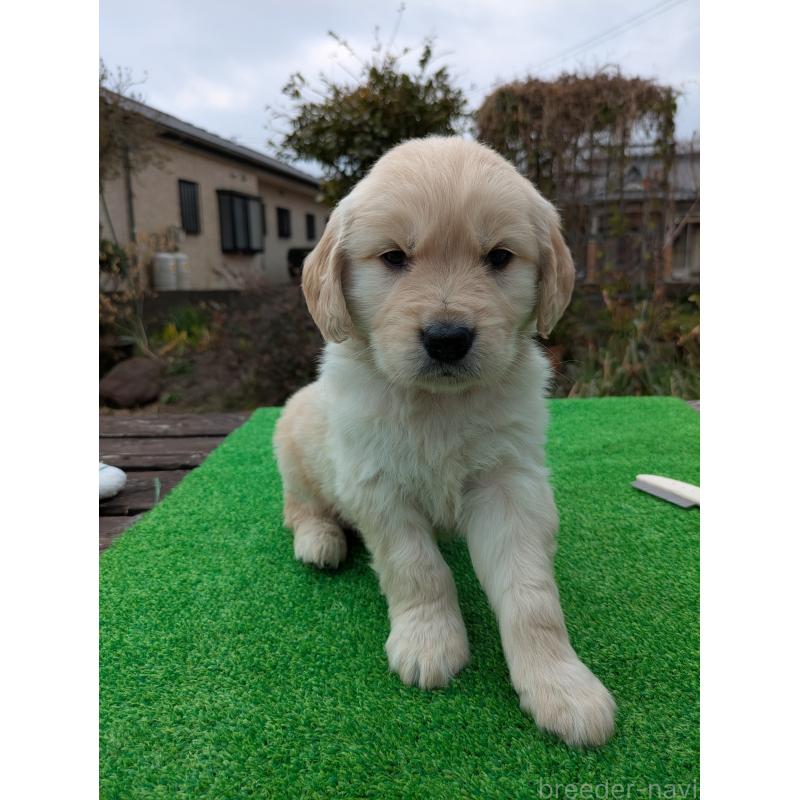 成約済の鹿児島県のゴールデンレトリーバー-438069の4枚目