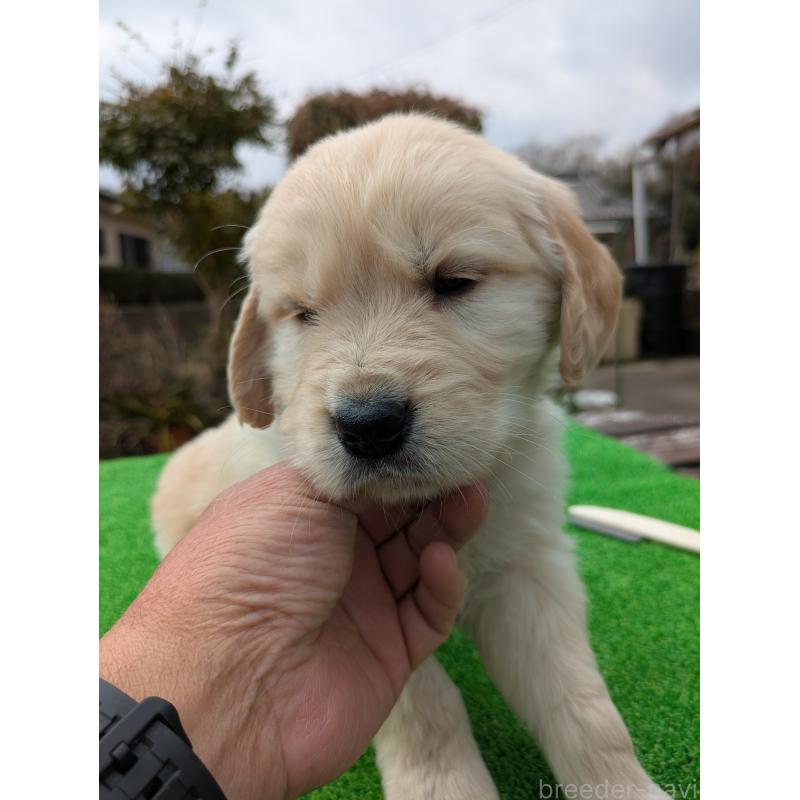 成約済の鹿児島県のゴールデンレトリーバー-438069の3枚目