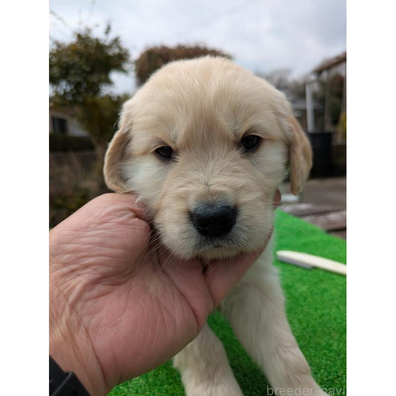 成約済の鹿児島県のゴールデンレトリーバー-438069の2枚目