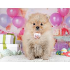 ♀︎ポメラニアン