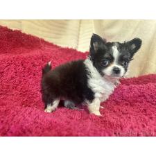 ♀︎チワワ(ロングコート)