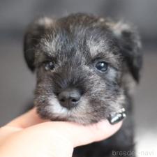 ♀︎ミニチュアシュナウザー