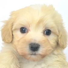 オンライン見学