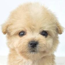 ♀︎チワプー:チワワ×トイプードル