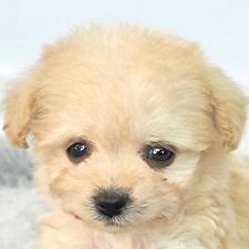 ♀︎チワプー:チワワ×トイプードル