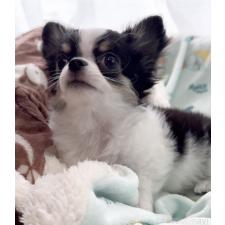 ♀︎チワワ(ロングコート)