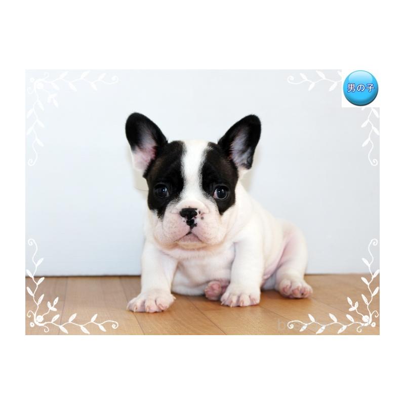 成約済の神奈川県のフレンチブルドッグ-441540の3枚目