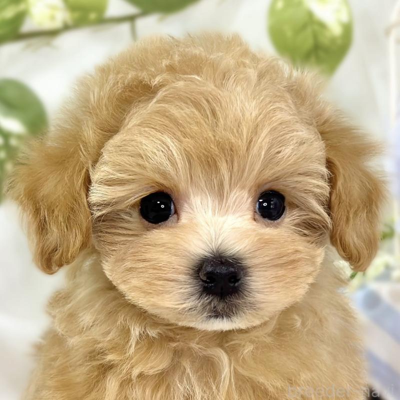 ♂︎マルプー:マルチーズ×トイプードル