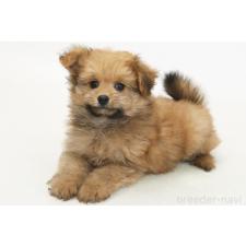 ♀︎ポメプー:ポメラニアン×トイプードル