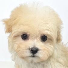 オンライン見学