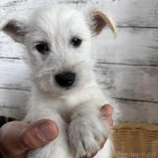 ♀︎ミックス犬