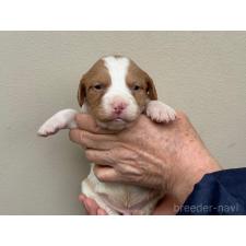 ♀︎ブリタニースパニエル