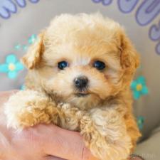 ♀︎ティーカッププードル