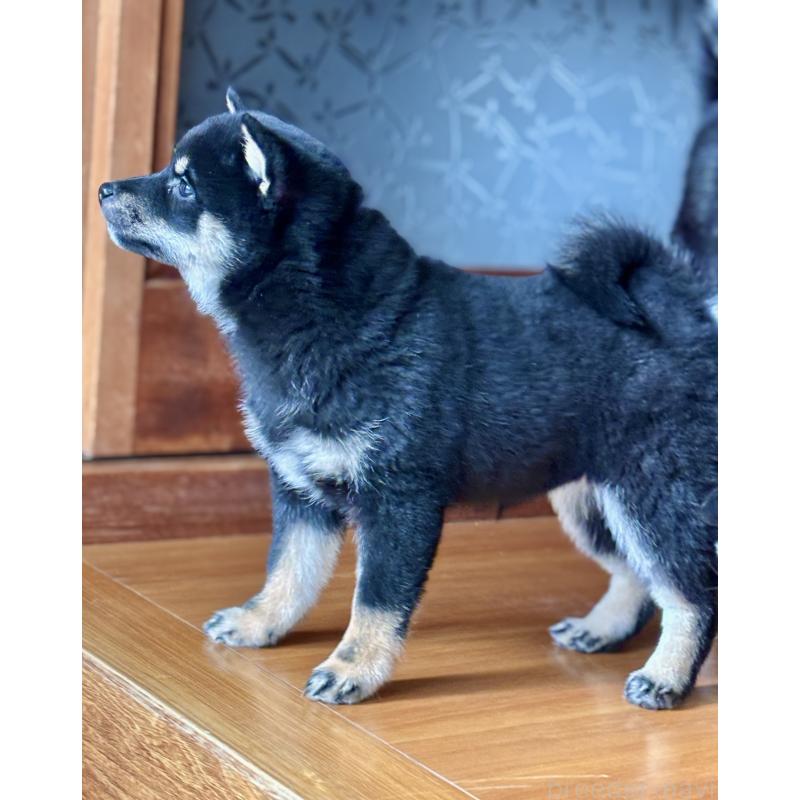 成約済の和歌山県の豆柴-432412の8枚目