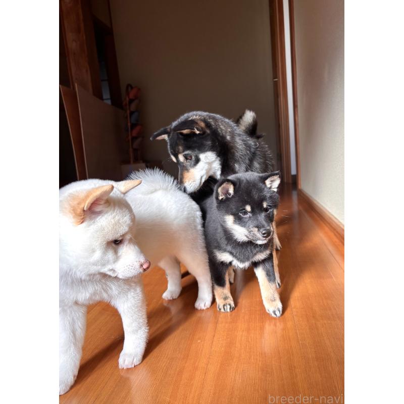 成約済の和歌山県の豆柴-432412の7枚目