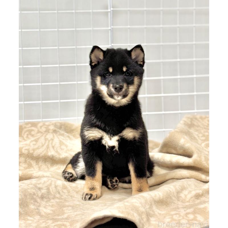 成約済の和歌山県の豆柴-432412の6枚目