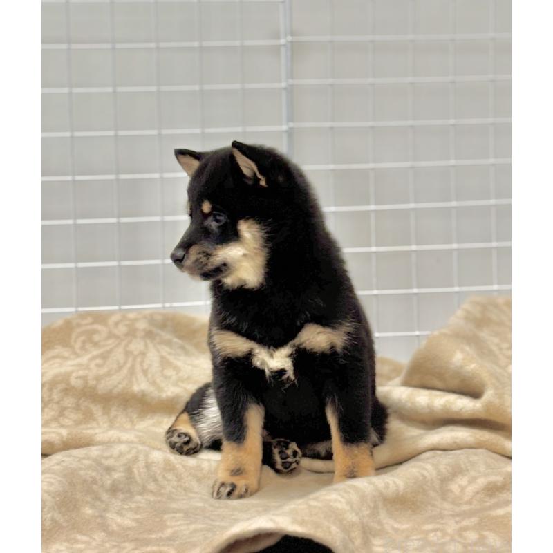 成約済の和歌山県の豆柴-432412の5枚目