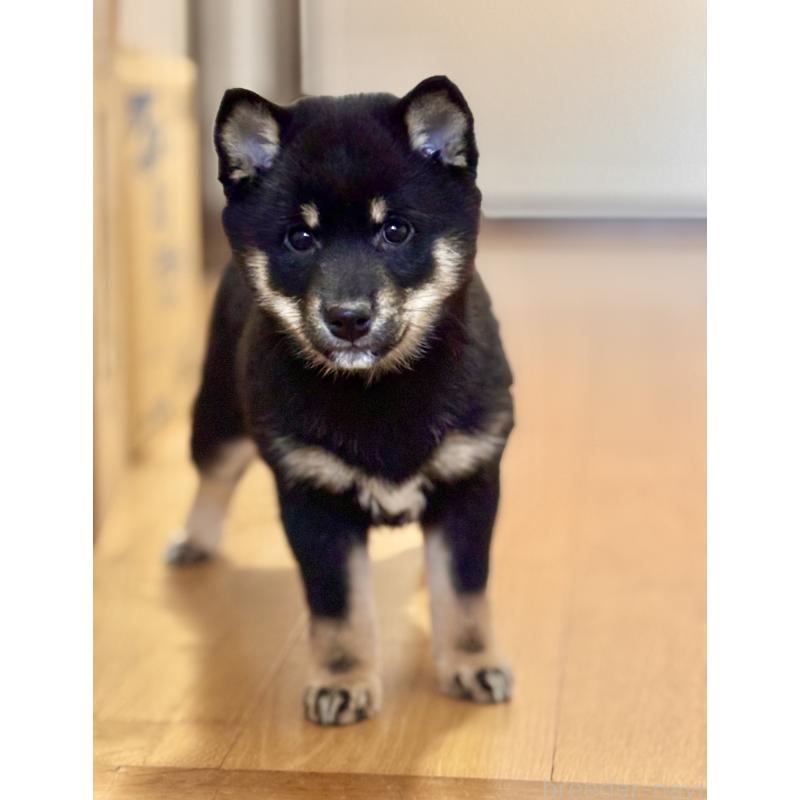 成約済の和歌山県の豆柴-432412の4枚目