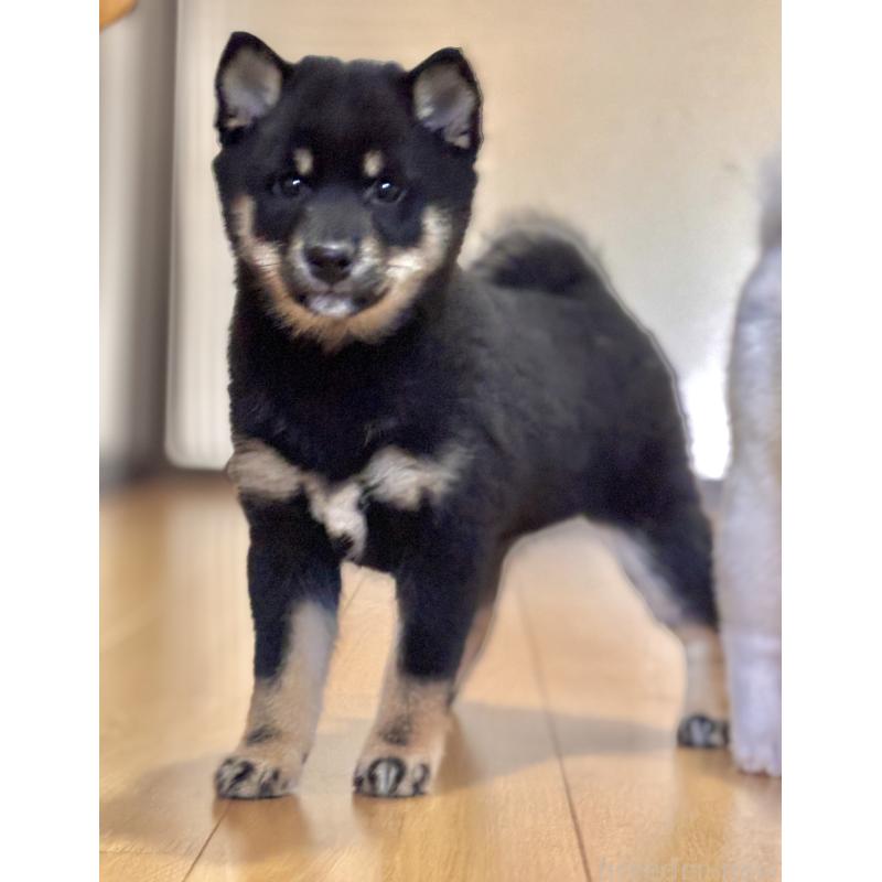 成約済の和歌山県の豆柴-432412の3枚目