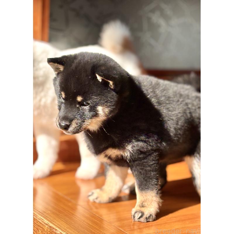 成約済の和歌山県の豆柴-432412の2枚目