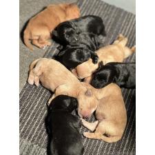 ♀︎ミックス犬