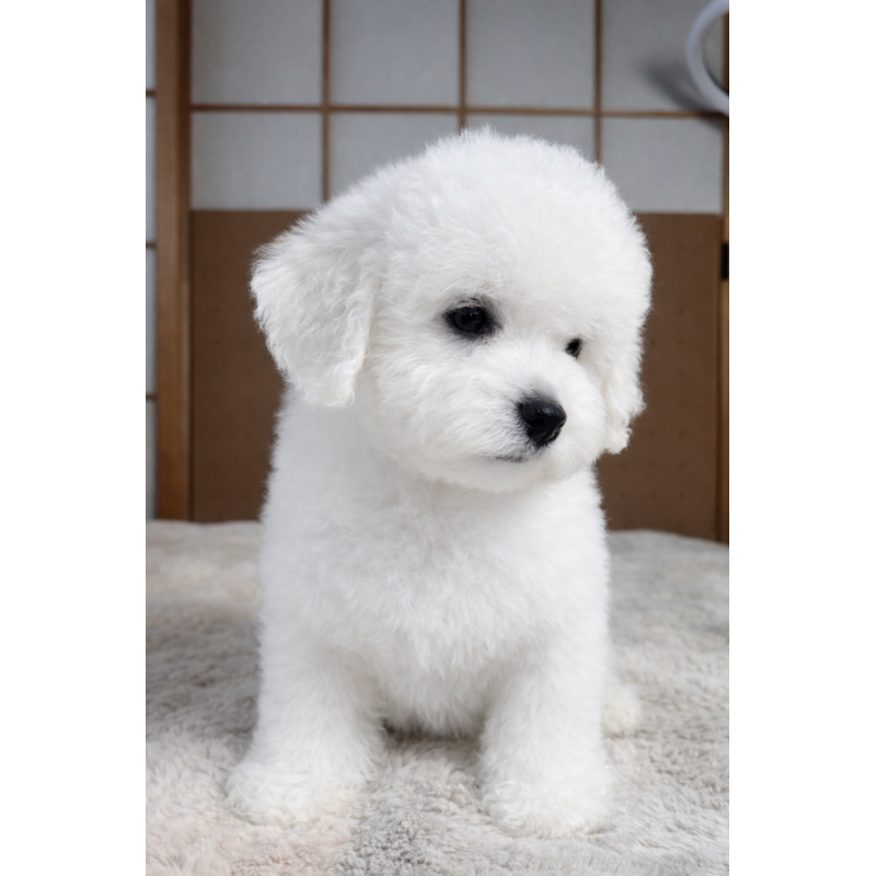 販売中の奈良県のビションフリーゼ-442429の2枚目