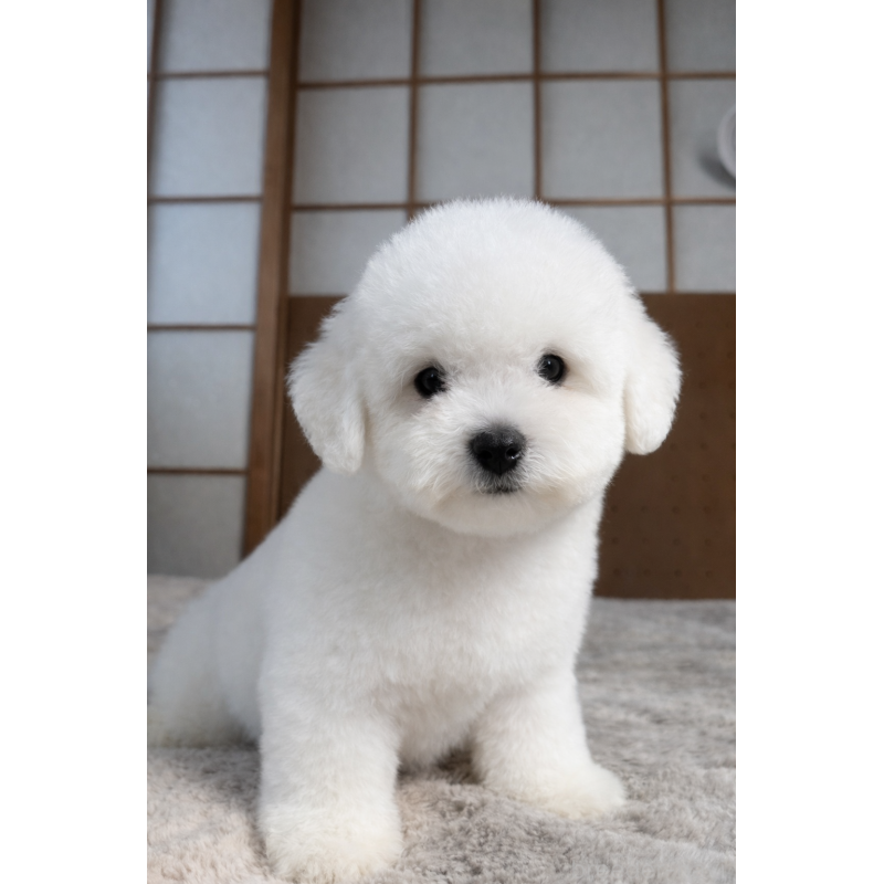 販売中の奈良県のビションフリーゼ-442427の2枚目