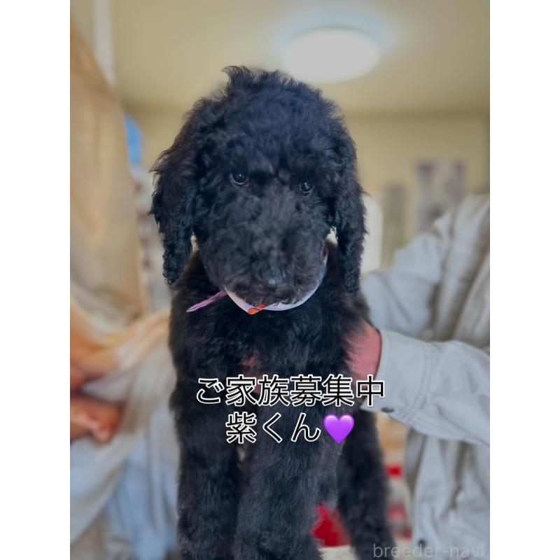 成約済の香川県のスタンダードプードル-428326の7枚目