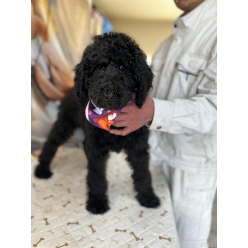 成約済の香川県のスタンダードプードル-428326の6枚目