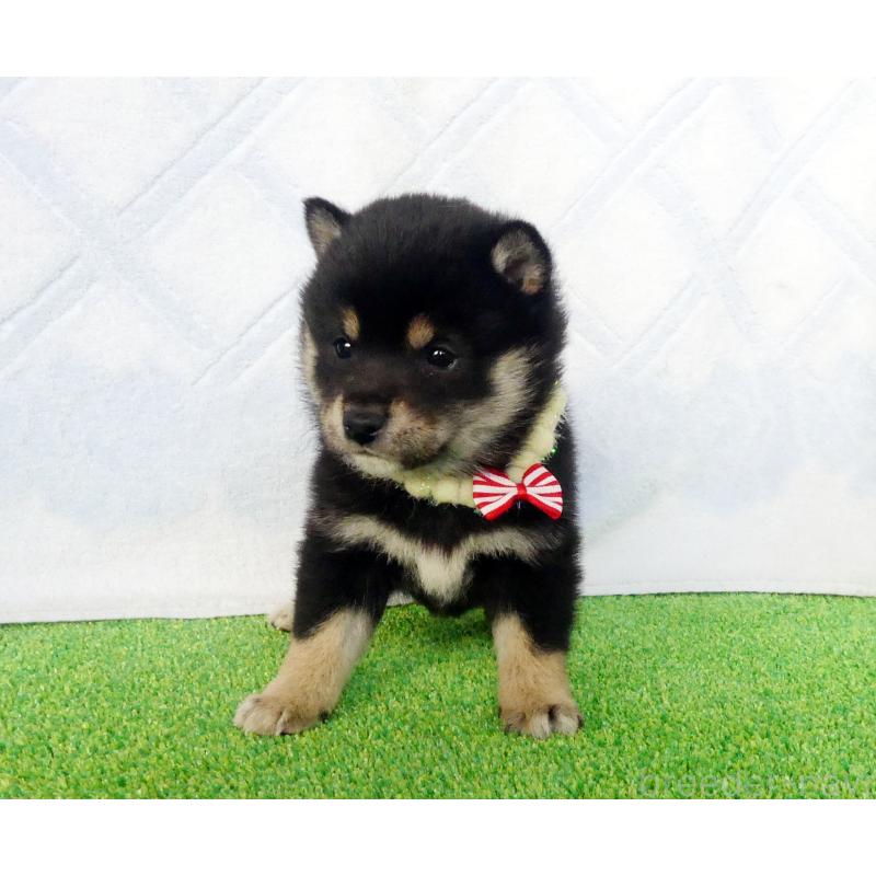 成約済の静岡県の豆柴-443760の5枚目